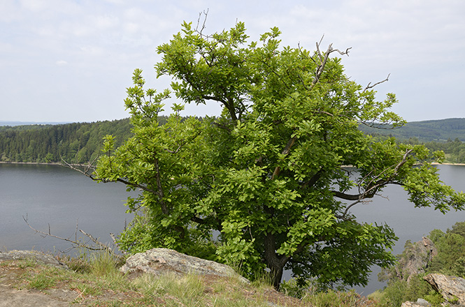 Nad pehradou - men formt