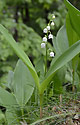 Lily-of-the-valley - main link