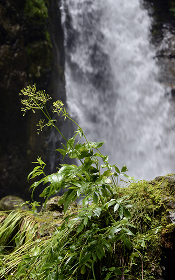 "Lazar`s waterfalls" - smaller format