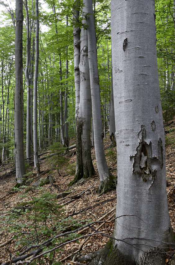 Beech temple - larger format