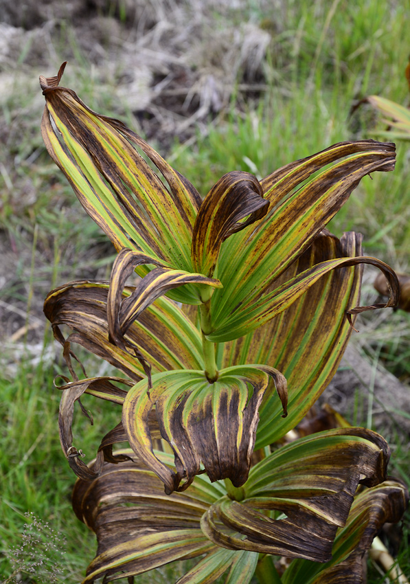 Hellebore - larger format