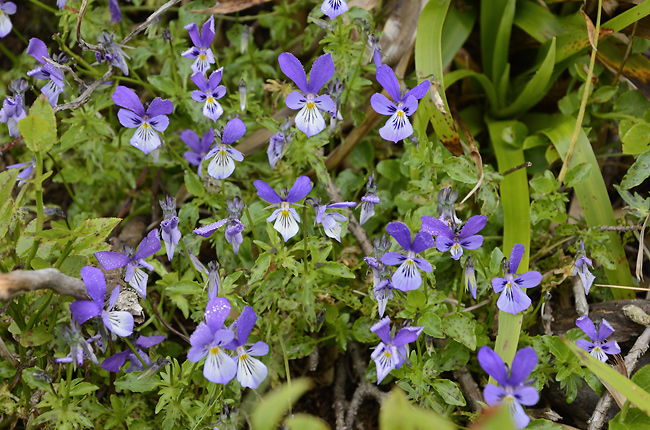 Violets - smaller format