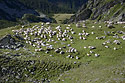 Herd of sheeps and asses - main link