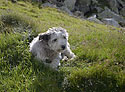 Carpatian wild dog - main link
