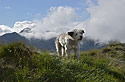 Carpatian wild dog - main link