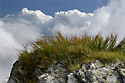 Grass - main link