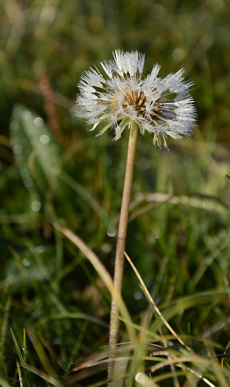 Out of bloom - smaller format