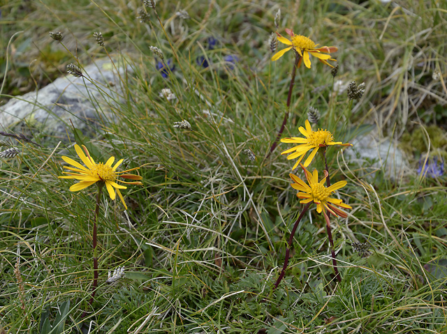 Carpathian ragwort - smaller format