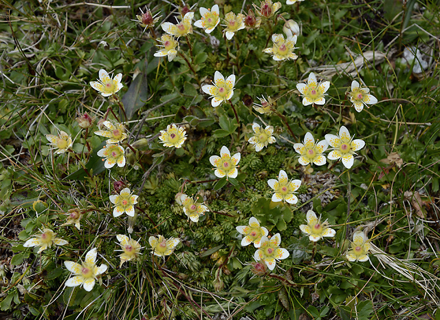 Saxifrage - smaller format