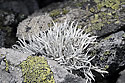 Lichen - main link