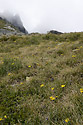 Mountain meadow - main link
