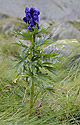 Aconite - main link