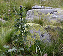 Aconite - main link