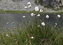 Cotton grass - main link