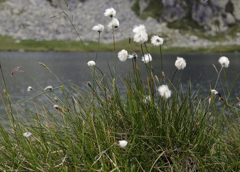 Cotton grass - larger format