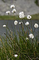Cotton grass - main link