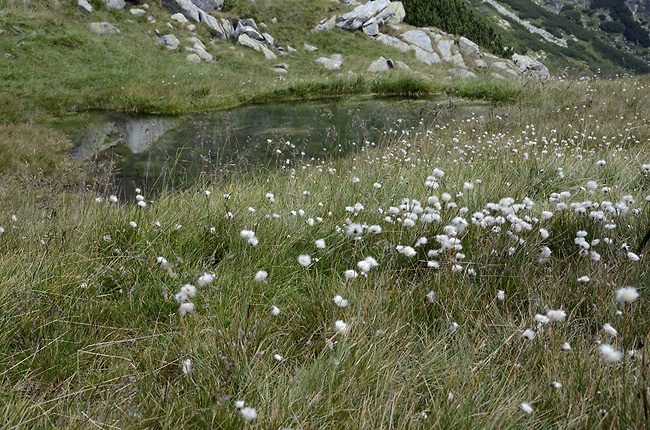 Small lake - smaller format