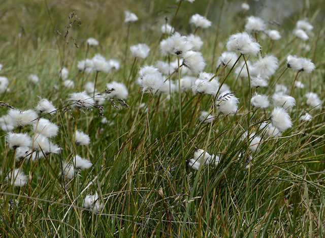Cotton grass - smaller format