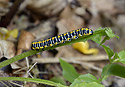Caterpillar - main link