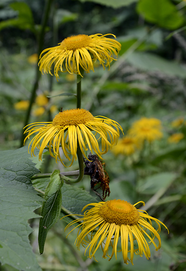 Telekia speciosa - smaller format