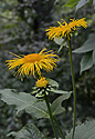 Telekia speciosa - main link