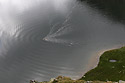 Swimmer - main link