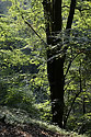 Light in branches - main link