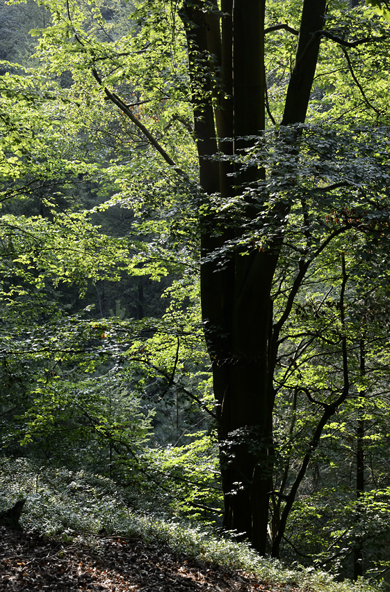 Light in branches - larger format
