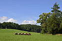 Near "Obrok" - main link