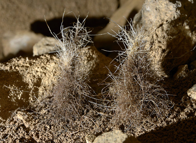 Kořenové krápníky - menší formát