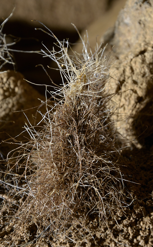Kořenové krápníky - větší formát