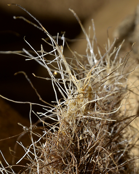 Kořenové krápníky - menší formát