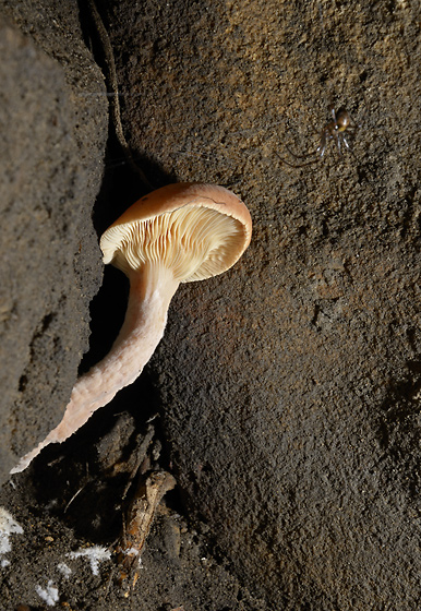 In the cave - smaller format