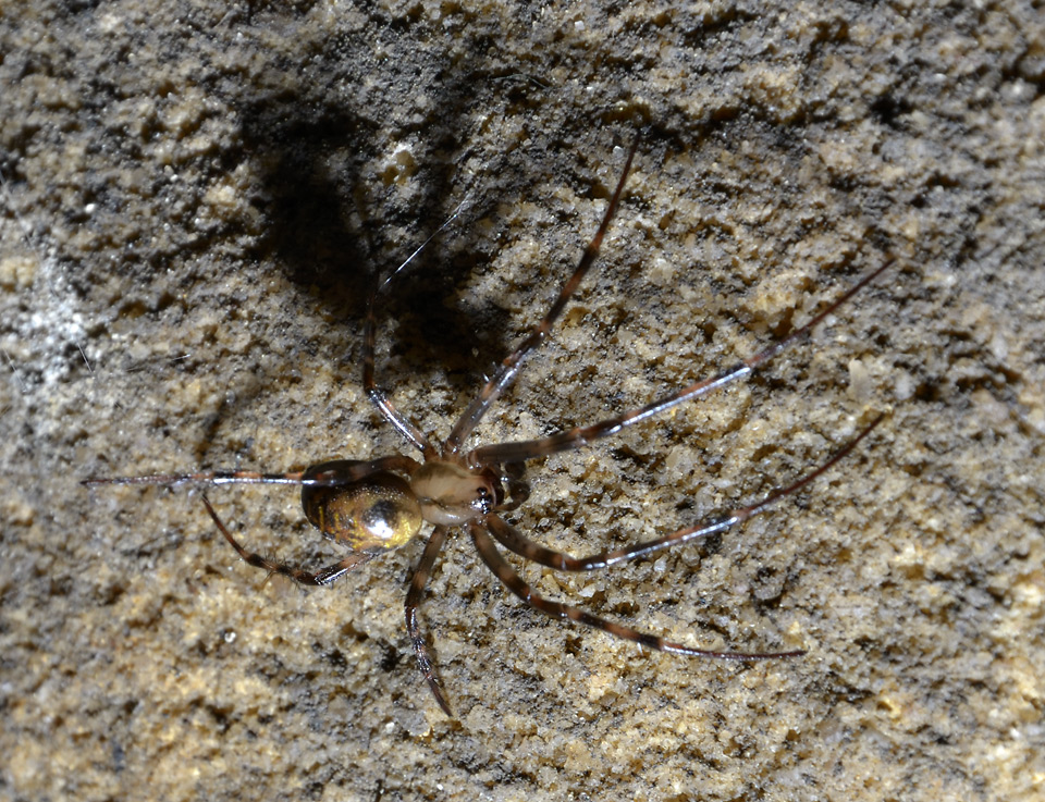 Jeskynní pavouk - větší formát