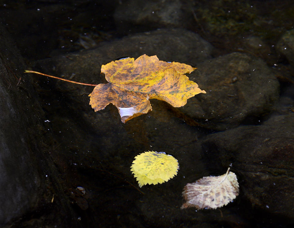 Podzim na Suché Kamenici - větší formát