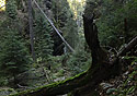 In the gorge - main link
