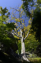 Autumn beginning - main link