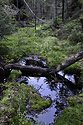 Swamp - main link