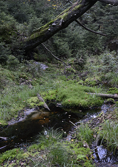 Swamp - smaller format