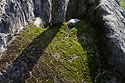 Polygonic moss - main link
