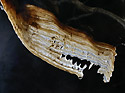 Dripstone - main link