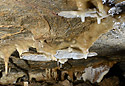 Ears - main link