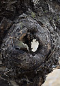 Hole - main link