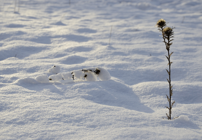 In snow - smaller format
