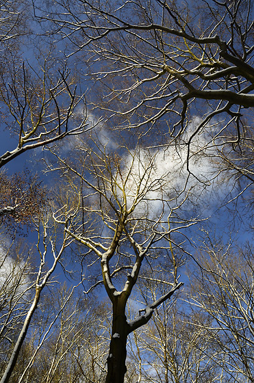 Branches and sky - smaller format