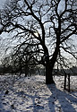 Fruit trees - main link