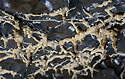 On the ceiling - main link