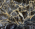 On the ceiling - main link