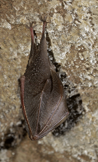 Horseshoe bat - smaller format