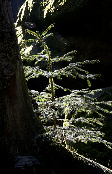Spruce - smaller format